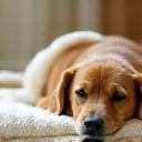 Chien détendu sur une serviette douce