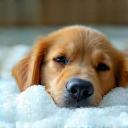Chien profitant d’un bain moussant