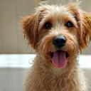 Chien mouillé dans une baignoire